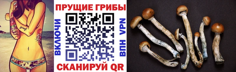 Купить  Кукмор  Псилоцибиновые грибы Psilocybine cubensis 